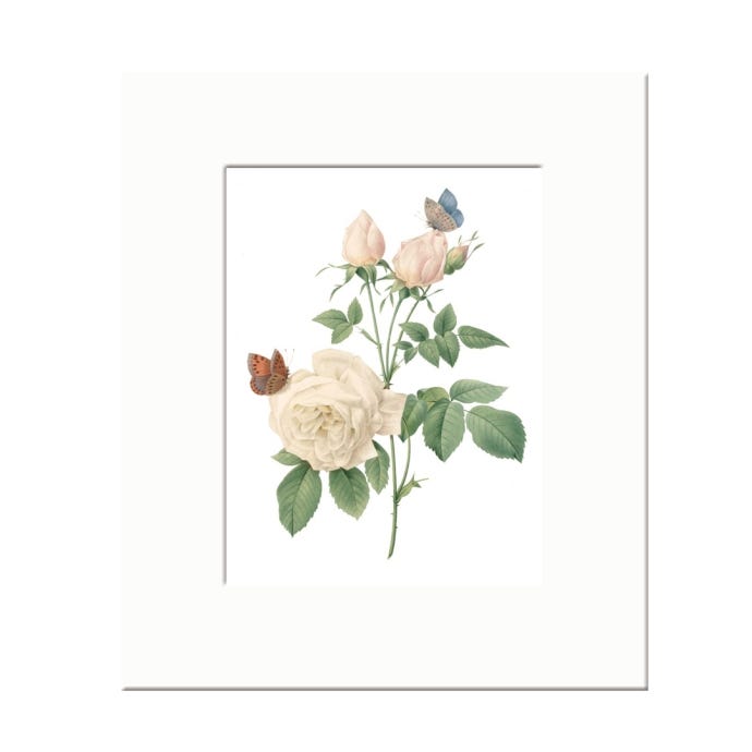 Bengal Rose Mounted A6 Postcard