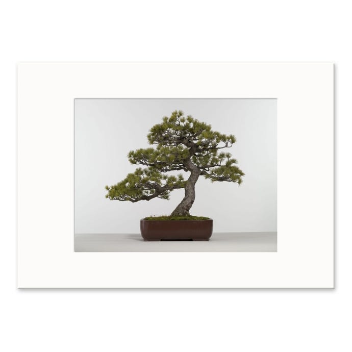 Kew Bonsai A4 Mounted Print
