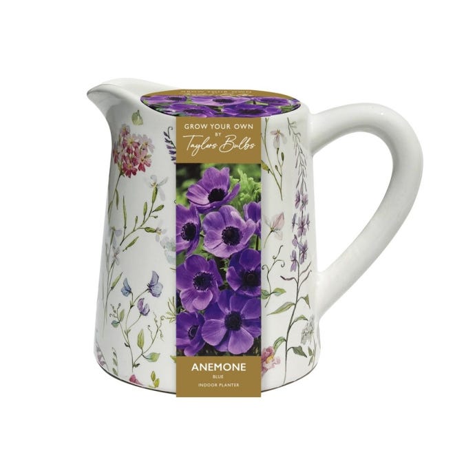 Grow Your Own Anemone Indoor Ceramic Jug