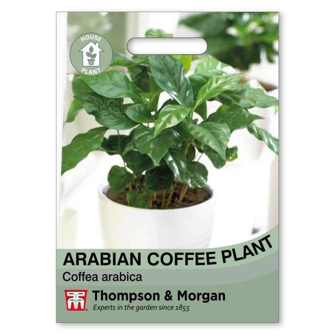 Arabian Coffee Plant Seed packet