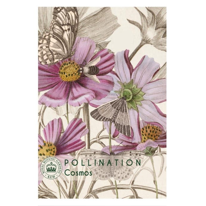 Kew Cosmos Seeds