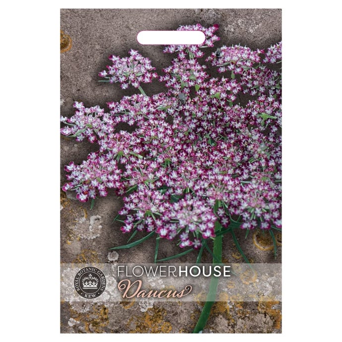 Kew Daucus 'Dara' Seeds
