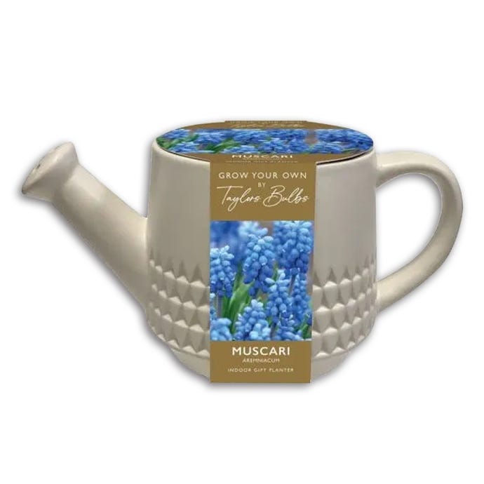 Watering Can Indoor Planter, Grow Your Own Muscari