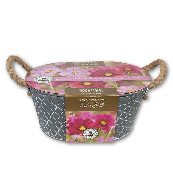 Grow Your Own Cosmos, Large Indoor Planter