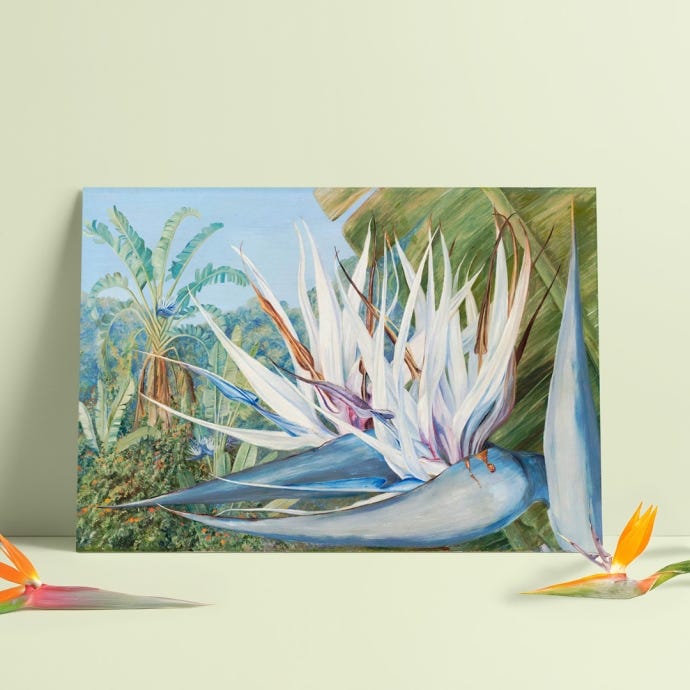 Marianne North A3 Print, Strelitzia Augusta