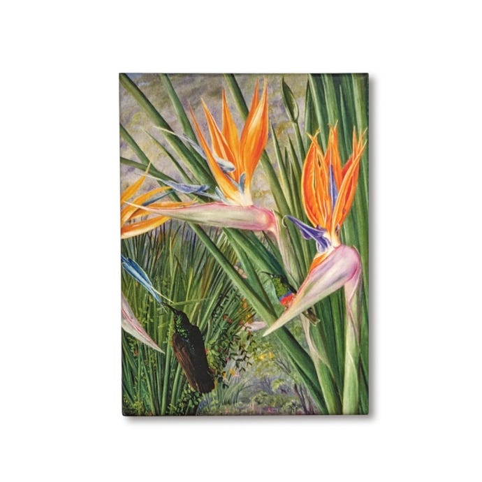 Marianne North Strelitzia Magnet