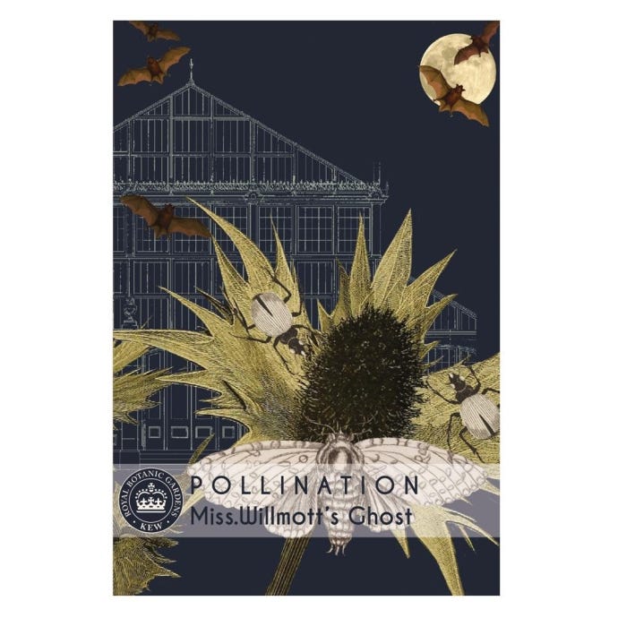 Kew Miss Willmott's Ghost Seeds