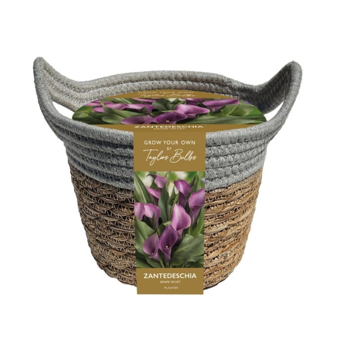 Zantedeschia Outdoor Planter