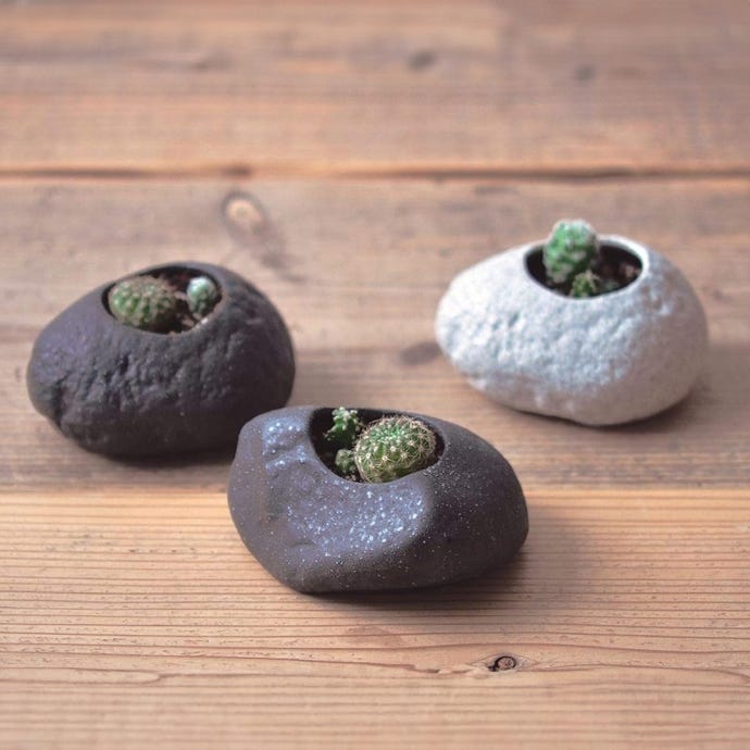 Plants Rock Cactus Growing Kits