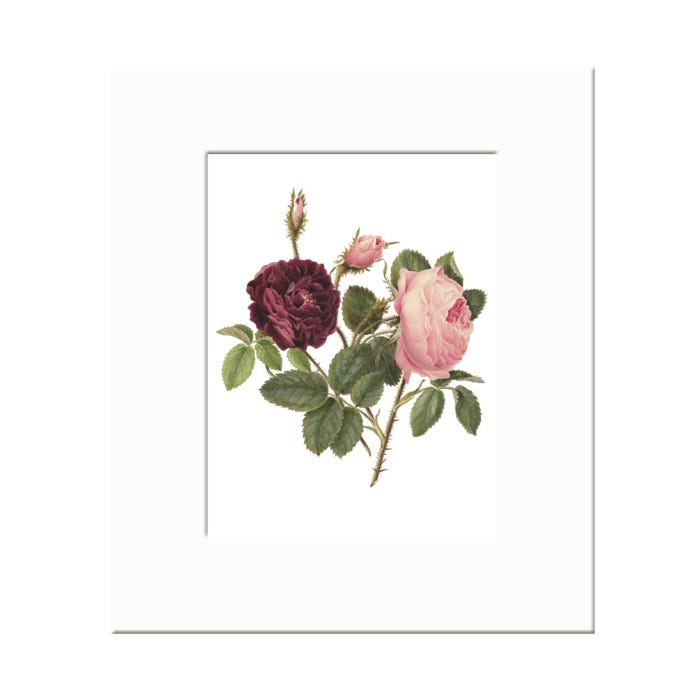 Purple and Pink Rose Mounted A6 Postcard