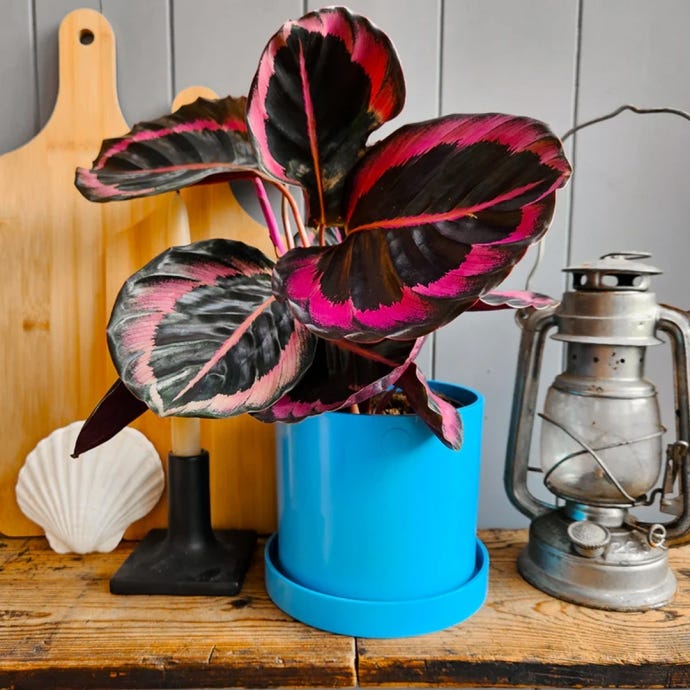 Recycled Ocean Plastic 15cm Pot & Saucer, Blue