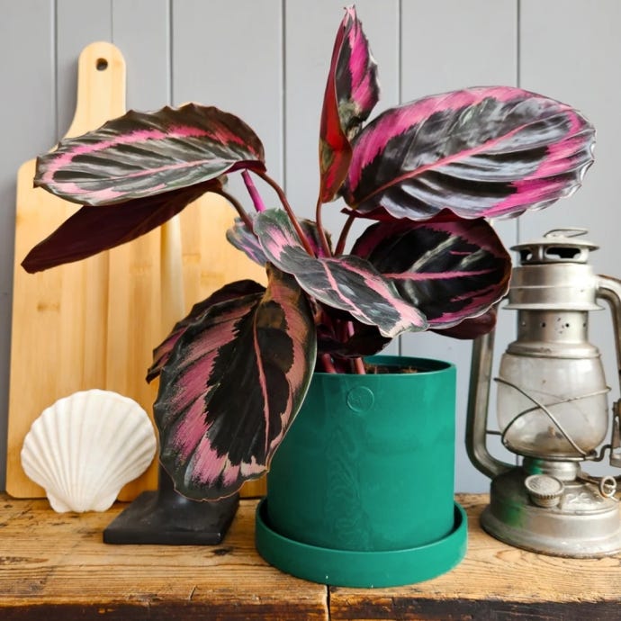 Recycled Ocean Plastic 15cm Pot & Saucer, Green