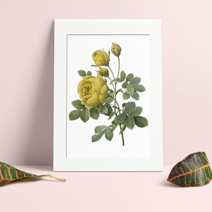 Rose Sulfurea Mounted A4 Print