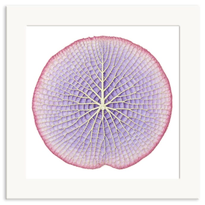 Giant Waterlily Leaf Mounted A3 Print