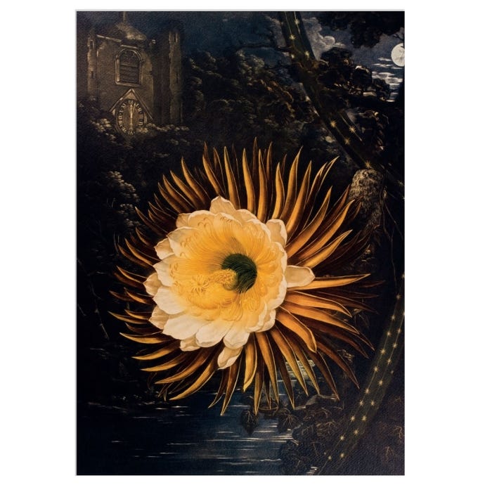 This print shows artwork of a yellow cereus in the forfront with trees in the background and the front of a church with a clock, all in the dark of night.