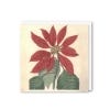 Kew Christmas Card Poinsettia 