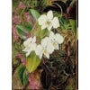Marianne North Moth Orchid Print