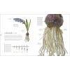 The Science Of Plants