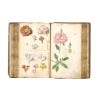 Botanical Sketchbooks - inside