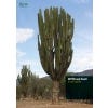 CITES and Cacti: A User's Guide - cover