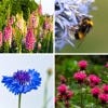 Bee Garden Seed Kit
