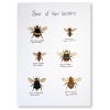 A3 print of the Bees of Kew