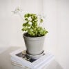 Bergs 14cm Helena Pot, Pearl Grey