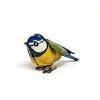 Metal Blue Tit