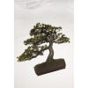 Kew Bonsai T-shirt, print detail