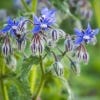 Image of the borage flowers.