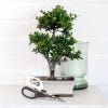 Houseplants Japanese Pruning Scissors