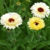 Image of Calendula flowers