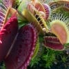 Carnivorous Seed Growing Kit