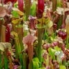 Carnivorous Seed Growing Kit