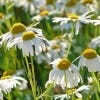 Image of chamomile flowers