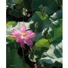 Chinese Medicinal Plants, Herbal Drugs and Substitutes: an Identification Guide - sample page