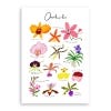 Clara Orchids A3 Print