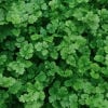 Image of coriander