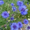 Image of cornflowers