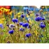 Kew Wildflowers Seedball Tube, Cornflower
