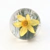 Daffodil Paperweight