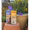 Kew Wildflowers Seedball Tube, Oxeye Daisy