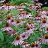 image of echinacea flowers