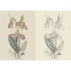Kew Gardens Enchanting Flowers Colouring Book - inside pages