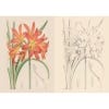 Kew Gardens Enchanting Flowers Colouring Book - inside pages