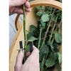 essential thorn stripper burgon & ball