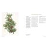 Flora Japonica - sample pages