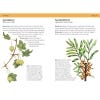 Concise Foraging Guide