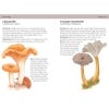 Concise Foraging Guide