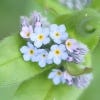 Kew Wildflowers Seedball Tube, Forget-me-not